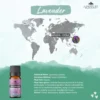 Essential Oil Lavender